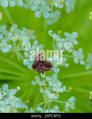 Wilde Moehre Daucus carota, sterile Mohrenbluete in der Mitte der Bluetendolde Deutschland *** carota selvatica Daucus carota, sterile fiore di carota al centro del fiore umbel Germania Foto Stock