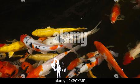 Vista dall'alto molti pesci colorati Koi o carpe giapponesi Koi che nuotano liberamente nel salutare laghetto. Molti pesci aprono la bocca per essere alimenti per animali. Foto Stock