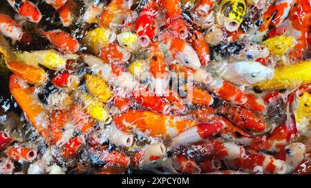 Vista dall'alto molti pesci colorati Koi o carpe giapponesi Koi che nuotano liberamente nel salutare laghetto. Molti pesci aprono la bocca per essere alimenti per animali. Foto Stock