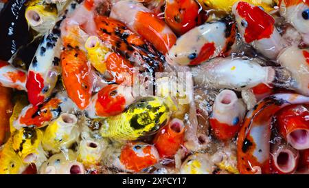 Vista dall'alto dei colorati pesci di Koi o delle carpe giapponesi di Koi che nuotano nel salutare lago. Koi a bocca aperta a cercare cibo. Foto Stock