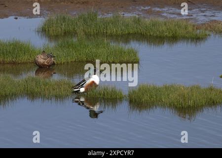 Shoveler (Anas clypeata) Lincolnshire aprile 2024 Foto Stock