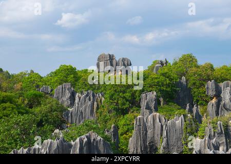 Stone Forest o Shilin è un insieme di formazioni calcaree situato nella contea di Shilin, Kunming City, Yunnan, Cina. Shilin fa parte del Karst Re della Cina meridionale Foto Stock