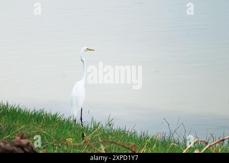 White Cattle Egret o Bubulcus rilassati sulla riva del lago Foto Stock