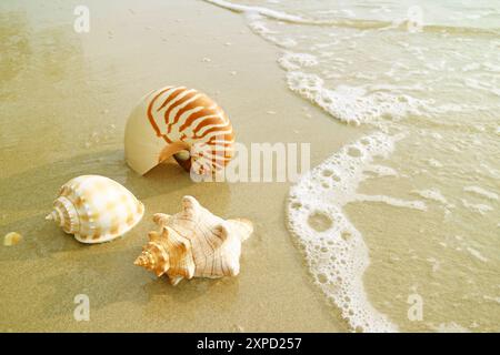 Gruppo di splendide conchiglie naturali sulla spiaggia con Shore Break Foto Stock