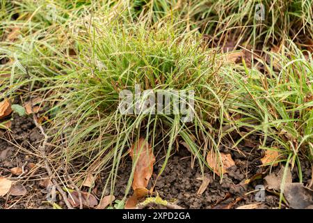 Zurigo, Svizzera, 5 gennaio 2024 Anemone Blanda o pianta di anemone balcanico presso il giardino botanico Foto Stock