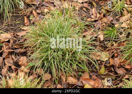 Zurigo, Svizzera, 5 gennaio 2024 Anemone Blanda o pianta di anemone balcanico presso il giardino botanico Foto Stock