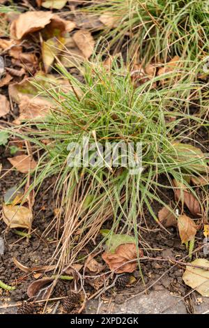 Zurigo, Svizzera, 5 gennaio 2024 Anemone Blanda o pianta di anemone balcanico presso il giardino botanico Foto Stock