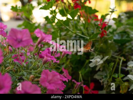 Colibrì polacco - Un colibrì che beve nettare dai fiori del balcone - petunie Foto Stock