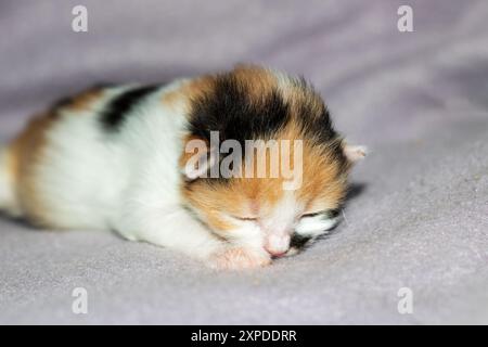 Un gattino calico che piange pacificamente su una coperta accogliente, gli occhi sono delicatamente chiusi, offrendo una scena commovente di comfort e tranquillità Foto Stock