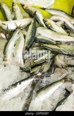 sardine appena pescate in vendita in un mercato del pesce, concetto di cibo sano Foto Stock