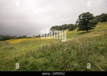 Ragwort sotto Winskill e la vicina cava (vicino a Settle) nel North Yorkshire. Foto Stock