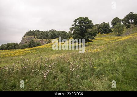 Ragwort sotto Winskill e la vicina cava (vicino a Settle) nel North Yorkshire. Foto Stock