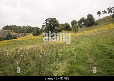 Ragwort sotto Winskill e la vicina cava (vicino a Settle) nel North Yorkshire. Foto Stock