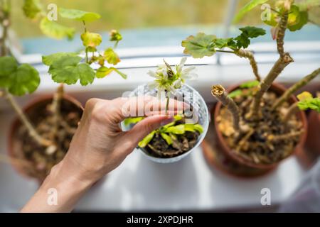 Dionaea Muscipula pianta carnivora fiore bianco . Trappola nascosta Venere. Gigante basso Foto Stock