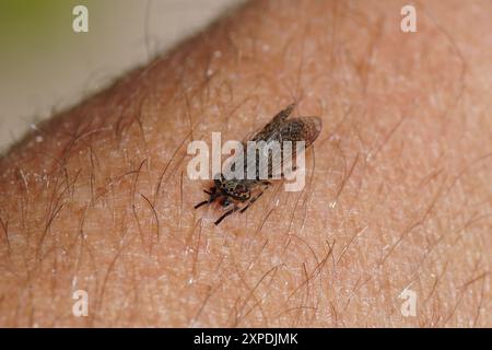 Haematopota pluvialis, mosca di cavallo comune, mosca di zecca con corna intonacata, famiglia Tabanidae, sottofamiglia Tabanina. La mosca femminile morde e succhia il sangue da un braccio. Foto Stock