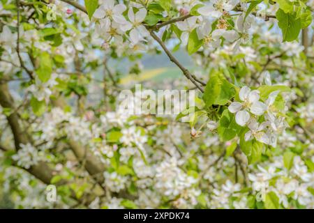 Luminosi, splendidi meli rurali in fiore, vicoli nel soleggiato parco primaverile sopra il cielo blu con la prima alba. Foto di alta qualità Foto Stock