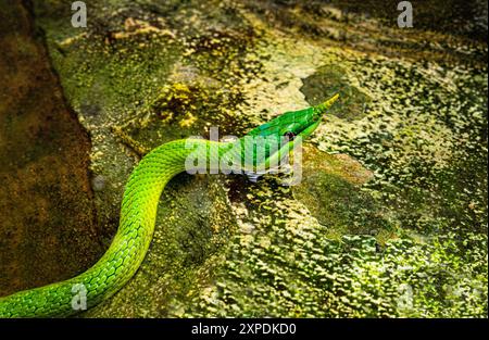 Serpente vietnamita a naso lungo (Gonyosoma boulengeri) su un ramo, prigioniero, Germania. Foto Stock