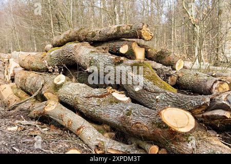 Una pila di tronchi ricoperti di muschio di vecchi alberi Foto Stock