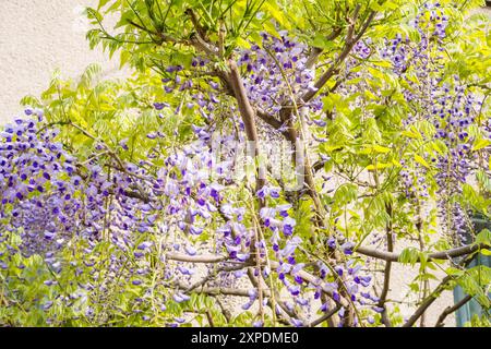 Fioritura di Wisteria Sinensis con classici fiori viola in piena fioritura appesi Foto Stock