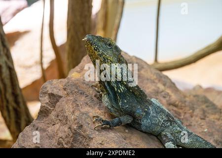 Lucertola con collo fritto (Chlamydosaurus kingii) Foto Stock