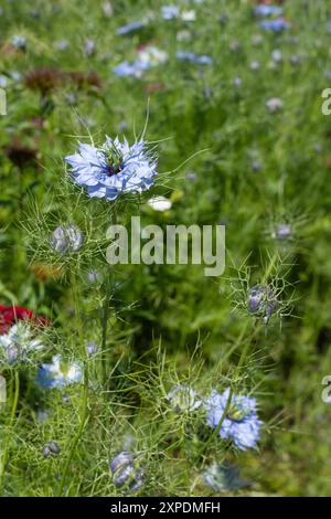 Macroscopio di un fiore di cumino nero (Nigella sativa) in fiore Foto Stock