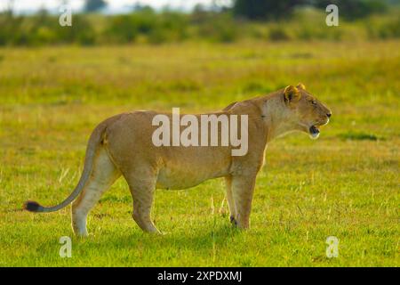 Leonessa nella savana. Serengeti occidentale. Area di Grumeti. Parco nazionale del Serengeti, Tanzania. Foto Stock