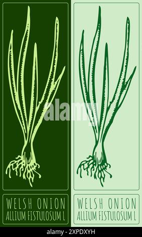Disegno vettoriale CIPOLLA GALLESE. Illustrazione disegnata a mano. Il nome latino è ALLIUM FISTULOSUM L. Illustrazione Vettoriale