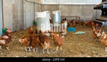 Galline ovaiole bere acqua da un bevitore automatico in polli coop Foto Stock