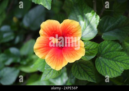 Hibiscus cinese rosso e giallo, Hibiscus rosa-sinensis, Malvaceae. Francia. Foto Stock
