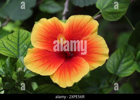 Hibiscus cinese rosso e giallo, Hibiscus rosa-sinensis, Malvaceae. Francia. Foto Stock