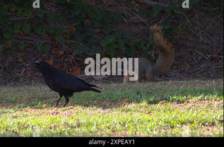 raven e scoiattolo coesistenti Foto Stock