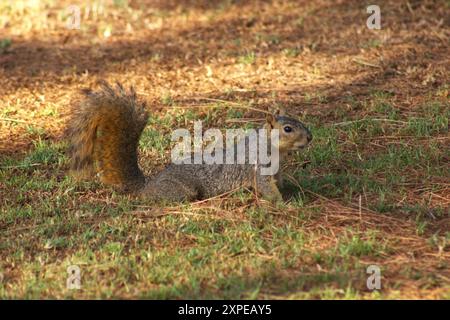 scoiattolo rilassante al sole pomeridiano sotto gli alberi Foto Stock