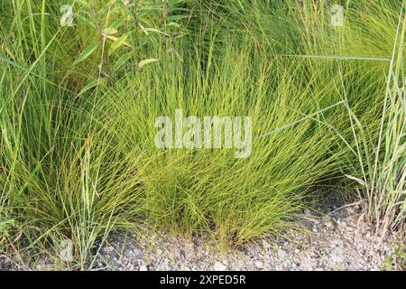 Semi di prairie con piccoli fiori bianchi in estate alla somme Prairie Nature Preserve di Northbrook, Illinois Foto Stock