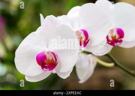 Bellissimo bianco con fiore di phalaenopsis di orchidea viola Foto Stock