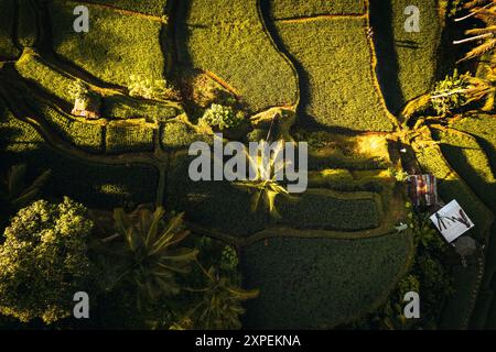 Vista aerea dei campi di riso di Tegallalang a Ubud, Bali, Indonesia Foto Stock