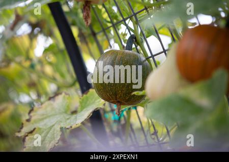 Una vista di diverse zucche appese attraverso un argine. Foto Stock