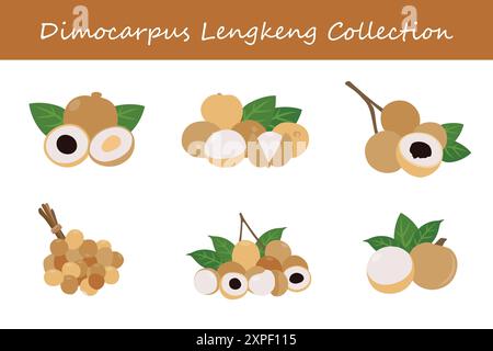 raccolta di dimocarpus lengkeng. dimocarpus lengkeng in pose diverse. Illustrazione vettoriale. Illustrazione Vettoriale