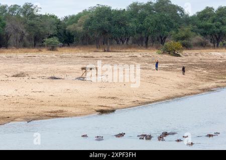 Vista panoramica di un campo di pesca temporaneo sul fiume Luangwa con due pescatori, un grande branco di ippopotamo e un lontano elefante che si nutre nella foresta Foto Stock