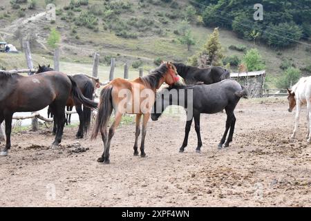 Cattura la tranquilla scena dei cavalli al pascolo Foto Stock