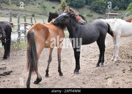 Cattura la tranquilla scena dei cavalli al pascolo Foto Stock