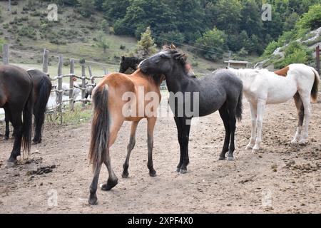 Cattura la tranquilla scena dei cavalli al pascolo Foto Stock