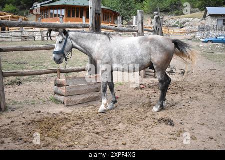 Cattura la tranquilla scena dei cavalli al pascolo Foto Stock