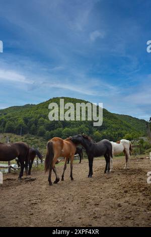 Cattura la tranquilla scena dei cavalli al pascolo Foto Stock