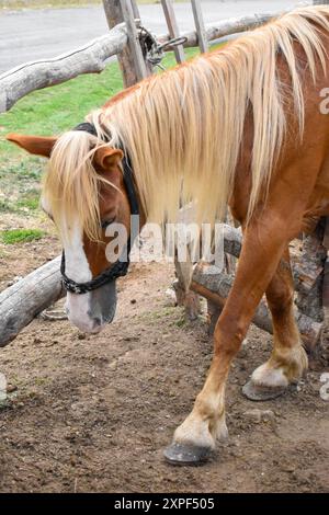 Cattura la tranquilla scena dei cavalli al pascolo Foto Stock