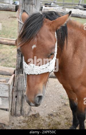 Cattura la tranquilla scena dei cavalli al pascolo Foto Stock