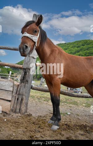 Cattura la tranquilla scena dei cavalli al pascolo Foto Stock