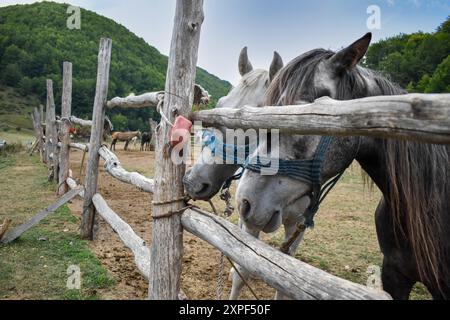 Cattura la tranquilla scena dei cavalli al pascolo Foto Stock