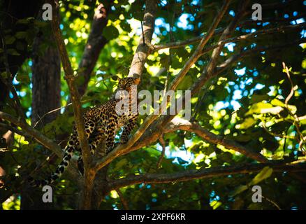 leopardo nel suo habitat Foto Stock