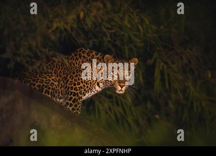 leopardo in giro di notte Foto Stock