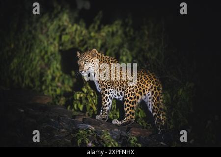 leopardo in giro di notte Foto Stock